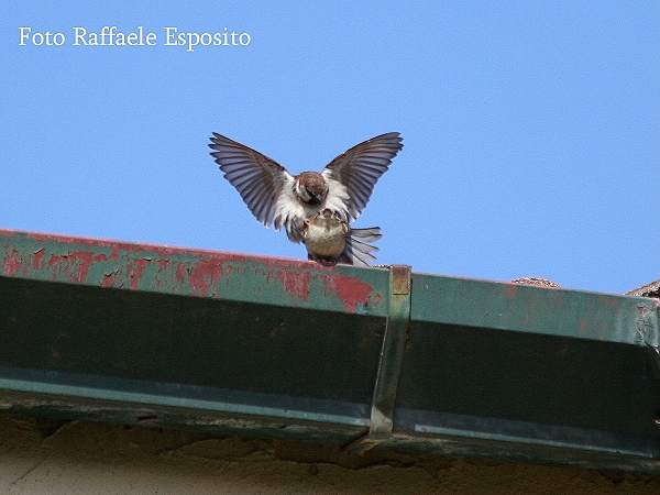 Sequenza di un accoppiamento